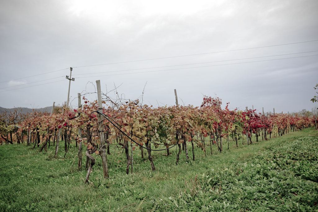 Il Carso di Emil Tavcar, vini naturali di Malvasia, Vitovska e Terrano