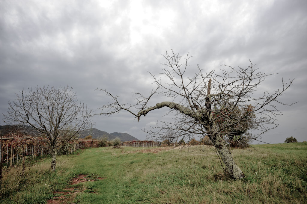 Il Carso di Emil Tavcar, vini naturali di Malvasia, Vitovska e Terrano